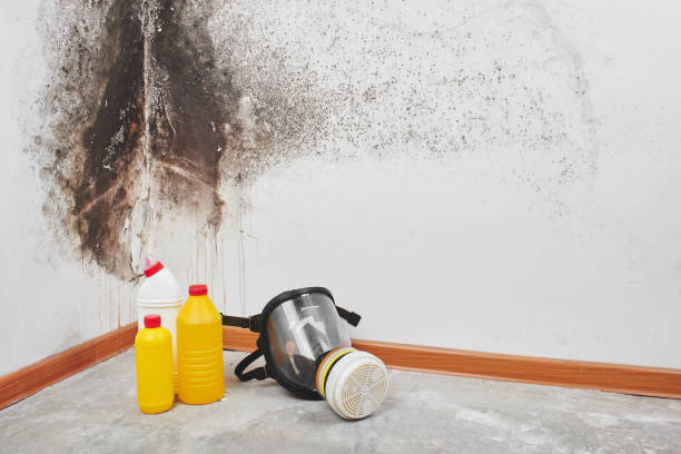 Best Mold Remediation for Specific Building Types in Red Bluff, CA