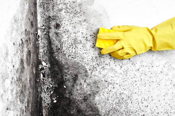 Best Emergency Mold Remediation in Red Bluff, CA