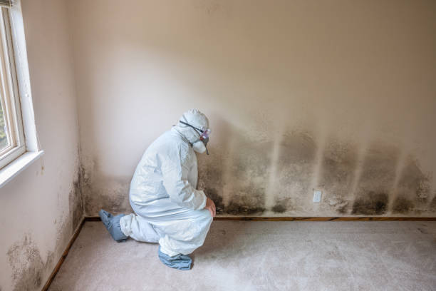 Best Kitchen Mold Remediation in Red Bluff, CA