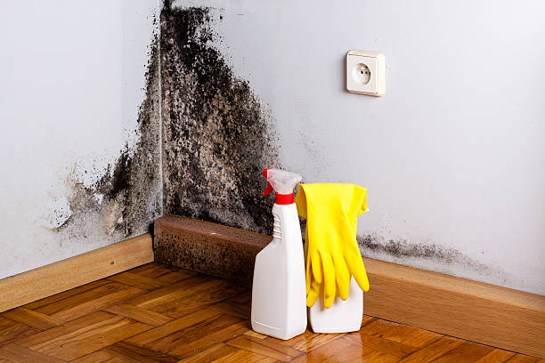Best Mold Testing and Inspection Services in Red Bluff, CA