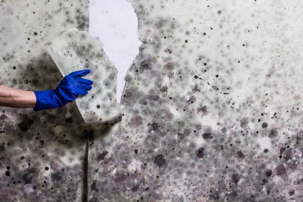 Best Localized Mold Remediation (e.g., coastal areas, humid climates) in Red Bluff, CA